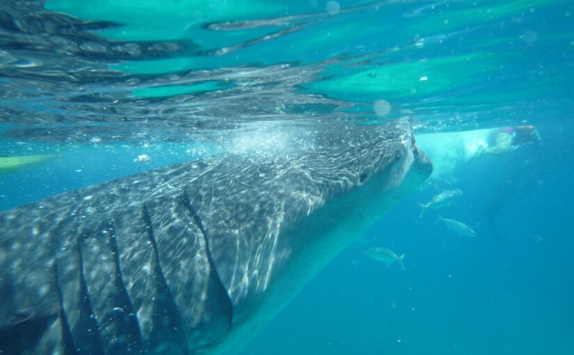 セブ島のジンベイザメウォッチングで間近を泳ぐジンベイザメと周囲の小魚。