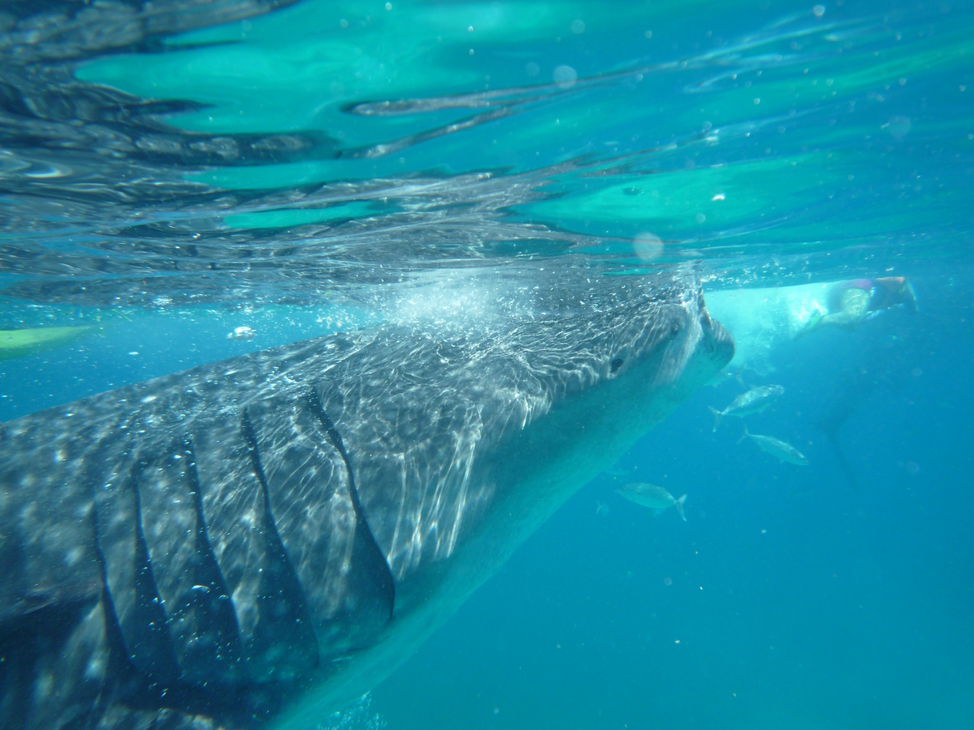セブ島のジンベイザメウォッチングで間近を泳ぐジンベイザメと周囲の小魚。