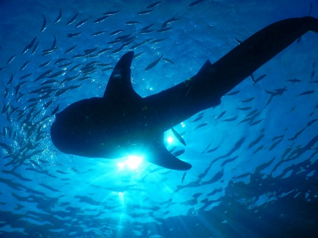 ジンベイザメ、 シュノーケリング