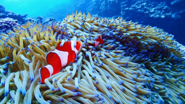 カクレクマノミ、イソギンチャク、海