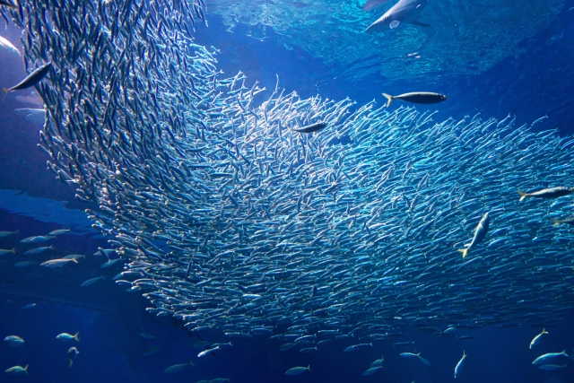 イワシの大群, シュノーケル
