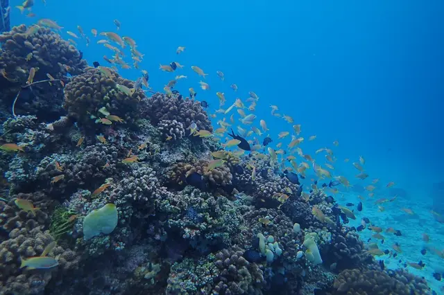 オランゴ島　ボートダイビング
