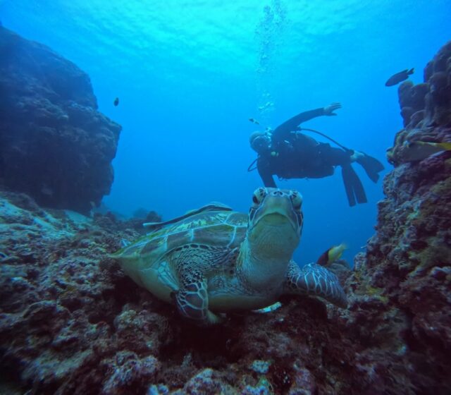 セブ島　ダイビング　ウミガメ