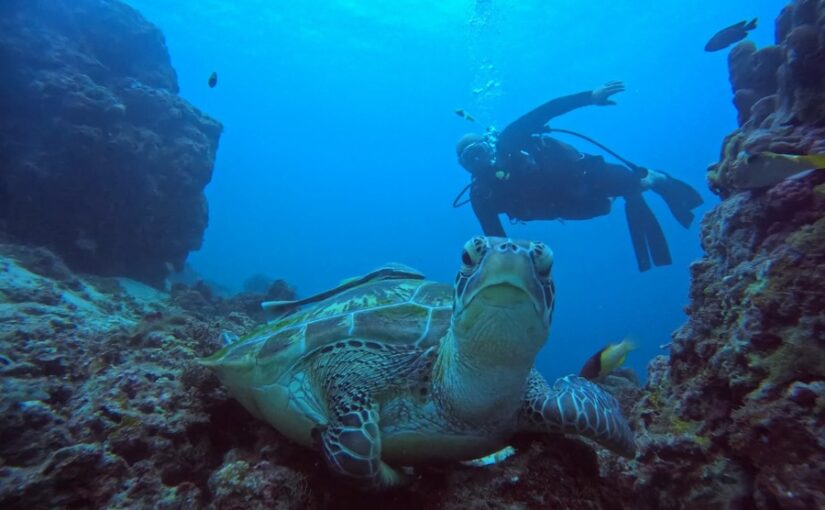 セブ島　ダイビング　ウミガメ