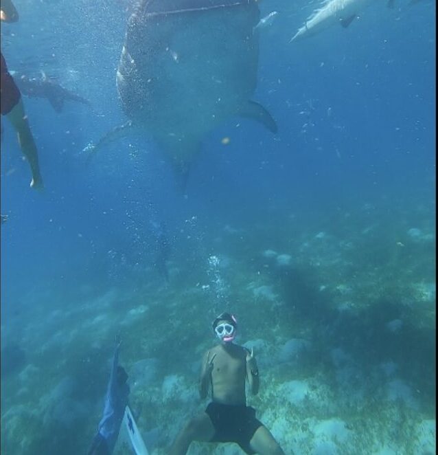 【セブ島/1日】圧巻のジンベエザメと泳ぐ感動体験＆神秘『ツマログの滝』で癒しの休日！《ホテル送迎＆日本人ガイド付》（No.16）