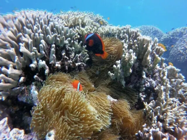 セブ島　熱帯魚