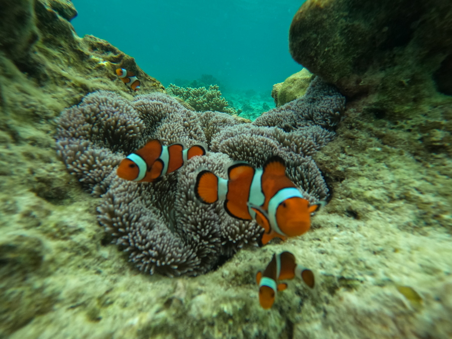 【セブ島/1日】天国に一番近い『パンダノン島』と『ヒルトゥガン島』の豪華2島巡り☆シュノーケリング＆BBQランチ付《送迎あり・日本人スタッフ同行◎》（No.15）