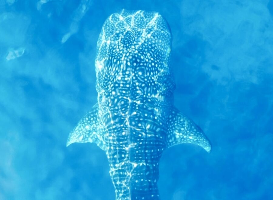 【セブ島/1日】圧巻のジンベエザメと泳ぐ感動体験＆神秘『ツマログの滝』で癒しの休日！《ホテル送迎＆日本人ガイド付》（No.16）