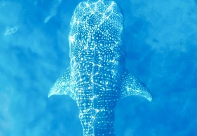Remote Islands: Whale Sharks