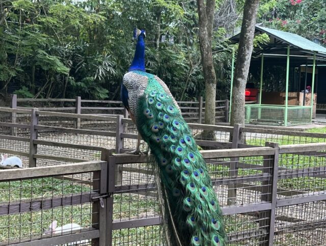サファリパークツアー