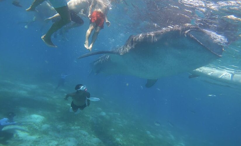 離島　ジンベイザメ