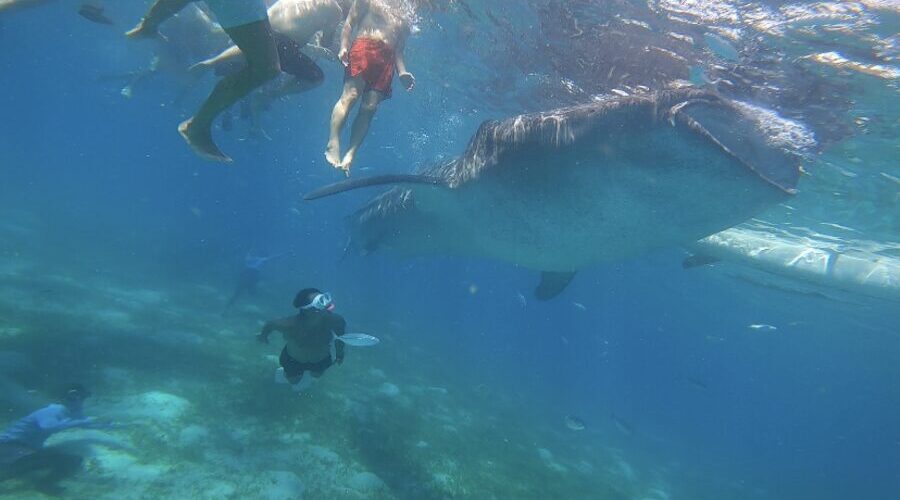 【セブ島/1日】圧巻のジンベエザメと泳ぐ感動体験＆神秘『ツマログの滝』で癒しの休日！《ホテル送迎＆日本人ガイド付》（No.16）