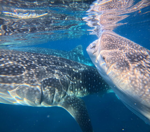 離島　ジンベイザメ