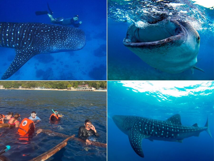 【セブ島/1日】一生に一度の感動体験！目前に迫るジンベイザメと泳ぐオスロブ観光＆選べる癒やしの絶景スポット☆《日本語ガイド＆無料送迎付》（No.5）