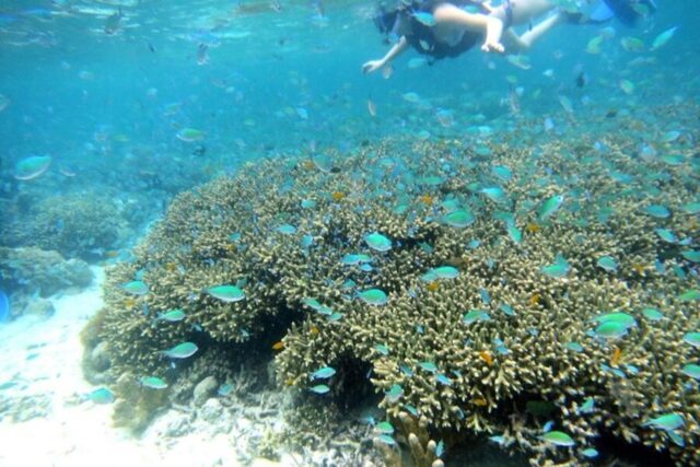 スミロン島でシュノーケリングを楽しむ様子とサンゴ礁・熱帯魚