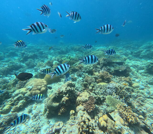 シュノーケリング　2島　巡り