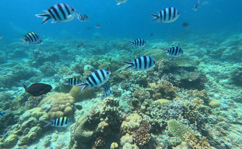 シュノーケリング　2島　巡り