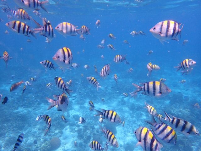 シュノーケリング　2島　巡り