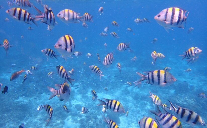 シュノーケリング　2島　巡り