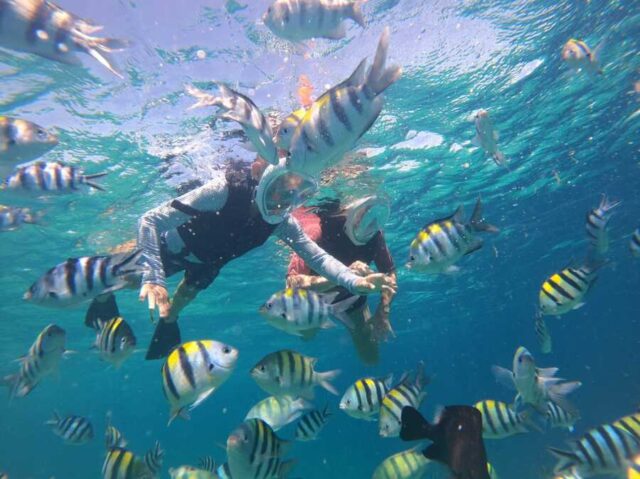 スミロン島でシュノーケリング中に熱帯魚の群れに囲まれる様子