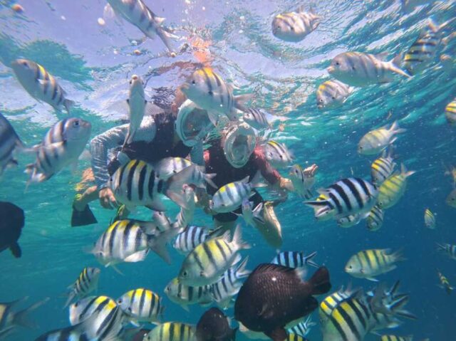 シュノーケリングツアー　マクタン島