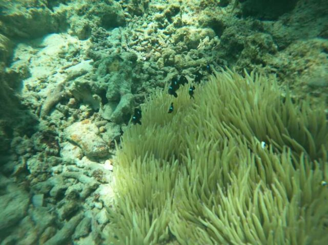 シュノーケリングツアー　マクタン島