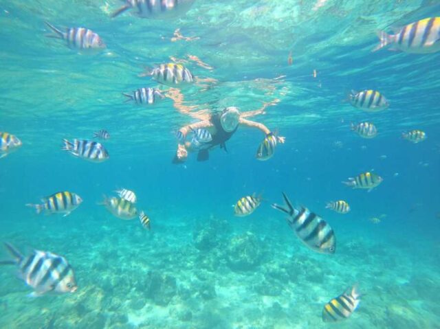 スミロン島の透明な海の中で熱帯魚と泳ぐシュノーケラー