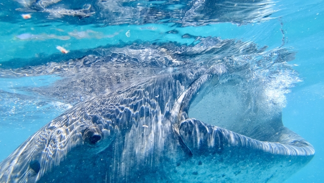 オスロブ　ジンベイザメと遭遇できるスポット　ジンベイザメウォッチング