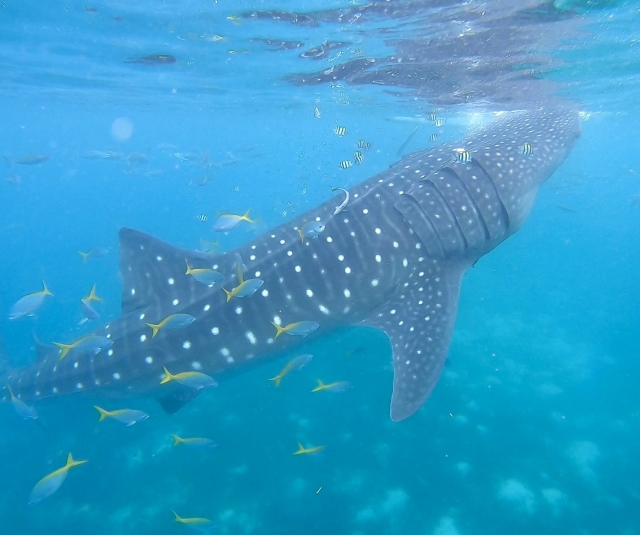オスロブで泳ぐジンベエザメと周囲の熱帯魚