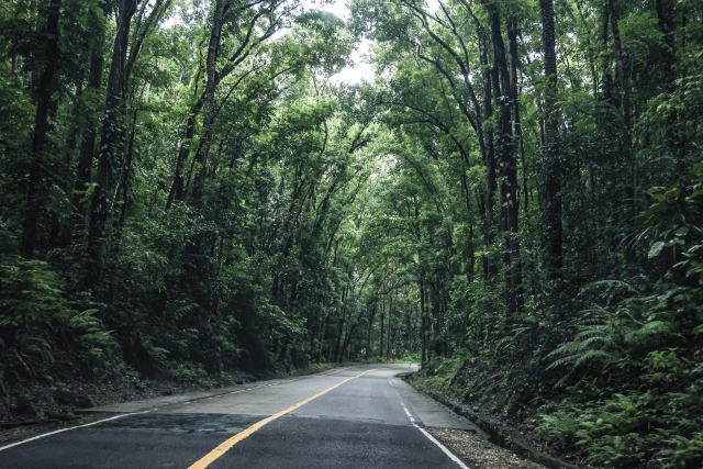 A lush, tree-lined road winding through the Mahogany Forest, a planted forest on Bohol Island