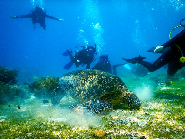 ボホール島バリカサグ島でダイビング中にウミガメと遭遇
