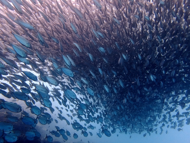 モアルボアル