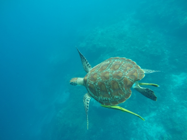 セブ島ウミガメ