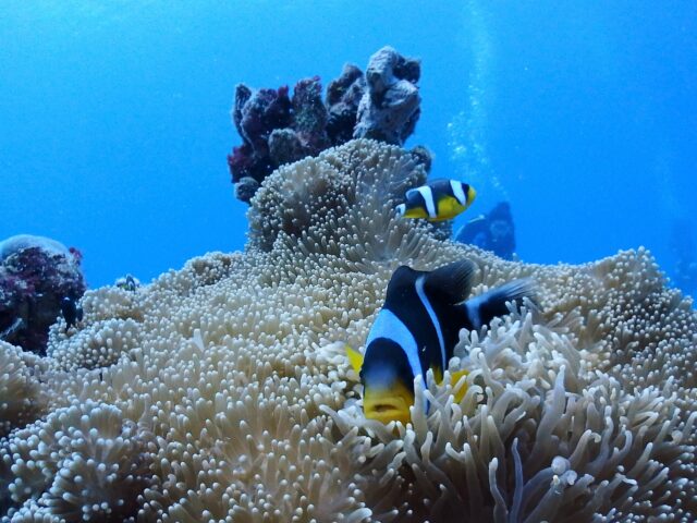 セブ島　マクタン島　魚